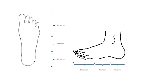 Areas of the foot